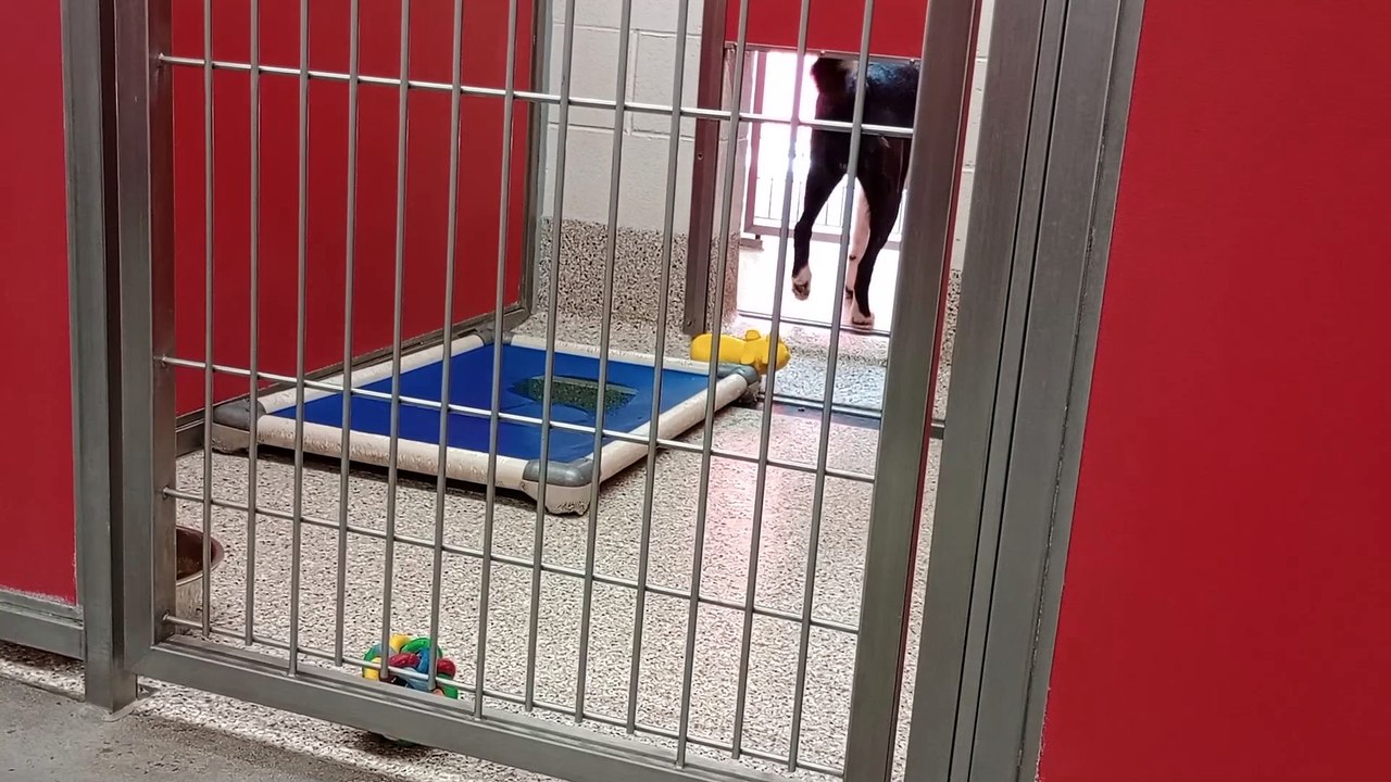 Lucky 4y A758826 kennel 54 pod 2 PACC shelter he grows tired of my new face, wore out my welcome VID_20240814_133741894