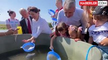10 Milyon Yavru Sazan Suya Bırakıldı
