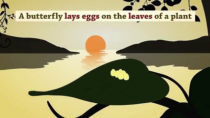 From Caterpillar to Butterfly _ #aumsum #kids #science #education #whatif