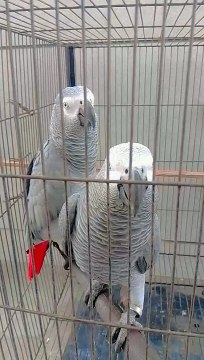 3cdbd494-d847-464d-8203-ea3fffaa6ab2-1_all_5929