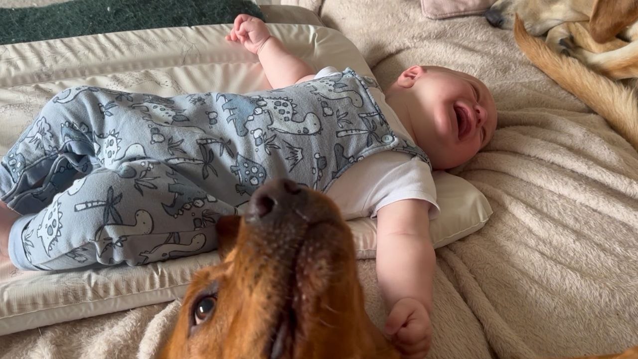 Baby giggles non-stop after dog sneezes while lying on the bed together