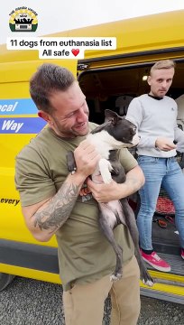 The Asher House rescata a 15 perros de ser sacrificados en California