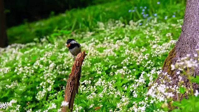 WILD WORLD - DOLBY VISION HDR 12K 60FPS #wildlife #Animals