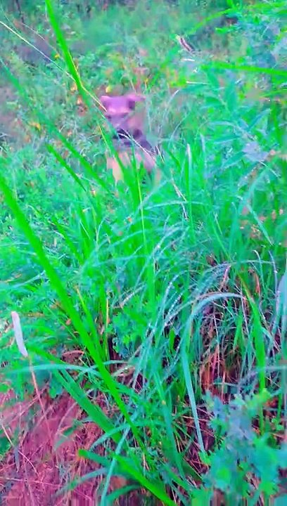 German Shepherd Hunting Training