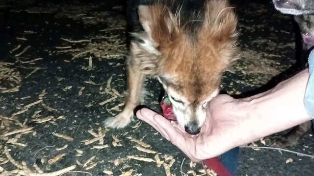 Ozzyta Villanova Paco; Ozzyta needed more reassurance from me, she barked at neighbor on way home VID_20240815_205203245