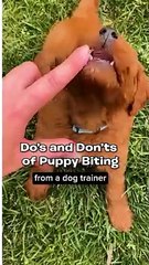Top Dos & Don'ts of Puppy Biting  | Essential Tips for Training Your Pup the Right Way! #PuppyTraining 