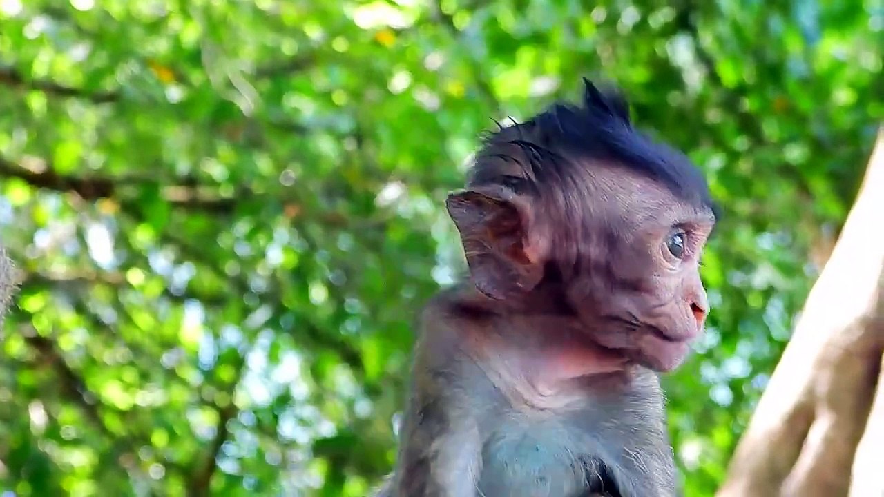 Looking Good Bella Got Sweet Fresh Milk And Good Healthy For Grandma Sumara_HD_60fps