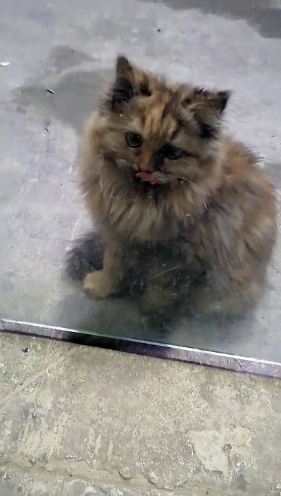 Cut cat