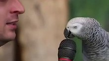 Smartest parrot 