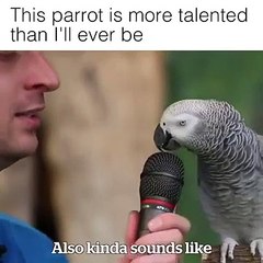 Smartest parrot 