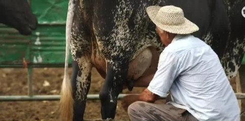 ANAGÁN pide al MIDA que continué investigaciones sobre caso de subsidio de leche