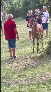 Parco Nazionale d'Abruzzo: i turisti accarezzano il cervo, scoppia la polemica