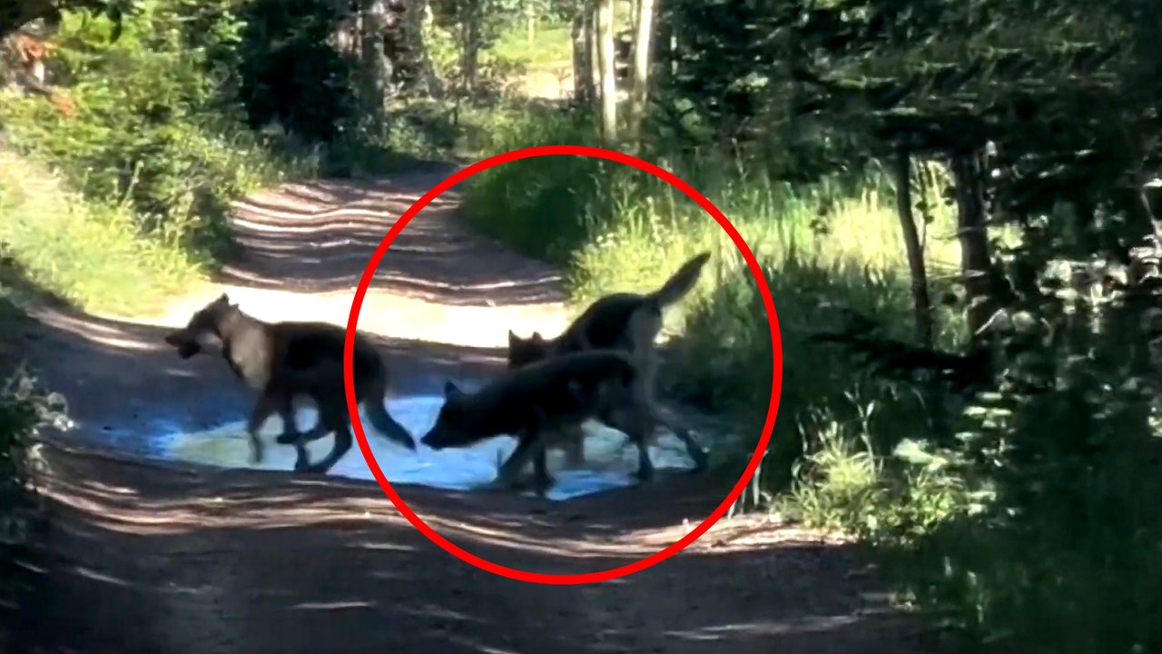 Renace la esperanza: graban en vídeo a los primeros cachorros de lobo nacidos en Colorado tras su reintroducción