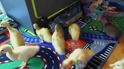 Cutest animal sounds - Funny and cute animal compilation