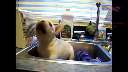 Dogs and cats hate hair dryers - Funny animal compilation