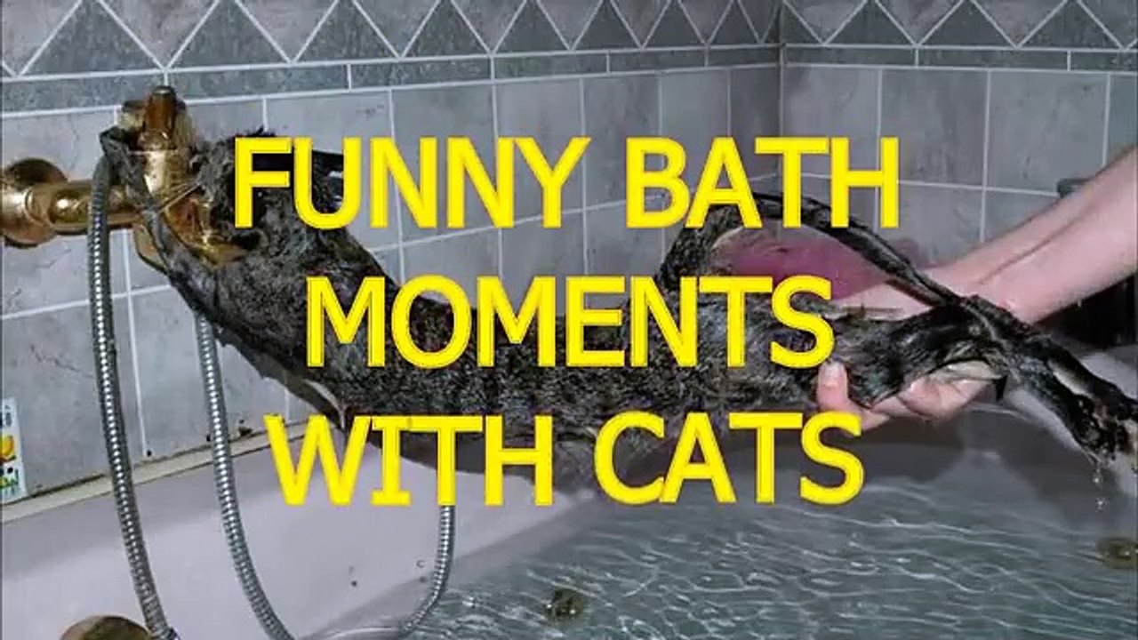 Cats just don't want to bathe - Funny cat bathing compilation (1)