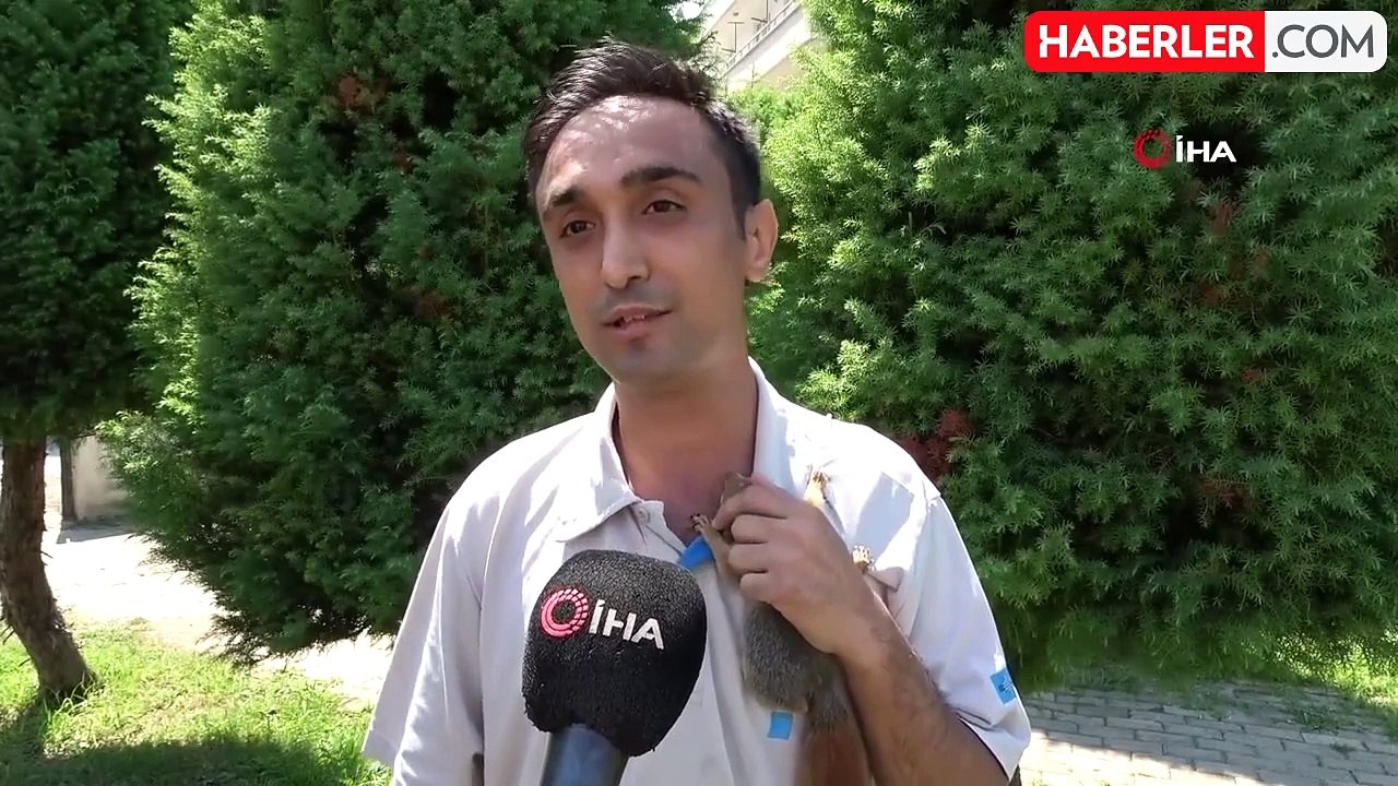 Bahçede bulduğu sincap en yakın arkadaşı oldu