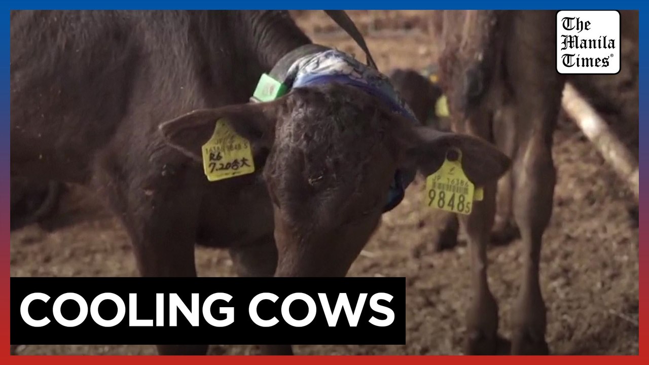 How Japan's farmers are keeping cows cool in record heat