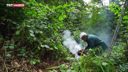 Kara kovan balı için zorlu yolculuk