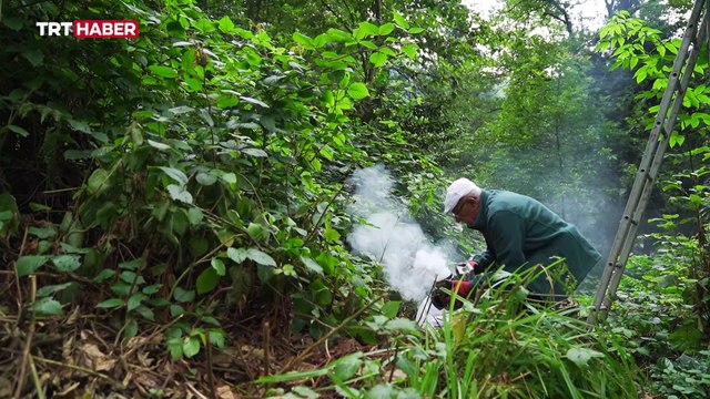 Kara kovan balı için zorlu yolculuk