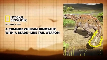 The Last 24 Hours of Dinosaurs ｜ What Really Happe..