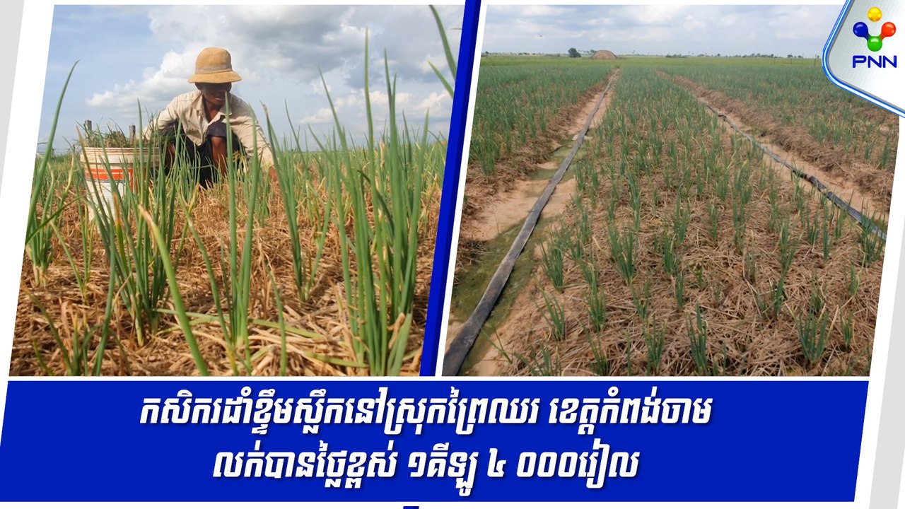 [21-08-24] កសិករដាំខ្ទឹមស្លឹកនៅស្រុកព្រៃឈរ ខេត្តកំពង់ចាម លក់បានថ្លៃខ្ពស់ ១គីឡូ ៤ ០០០រៀល