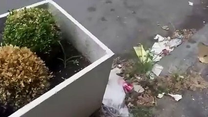 Roma, marciapiedi infestati da erbacce e rifiuti: la denuncia di Luisella Costamagna