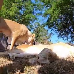 leões roubam câmara escondida no zoo Oregon