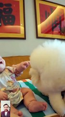 Play with hairy puppy # puppy # cute# hairy puppy