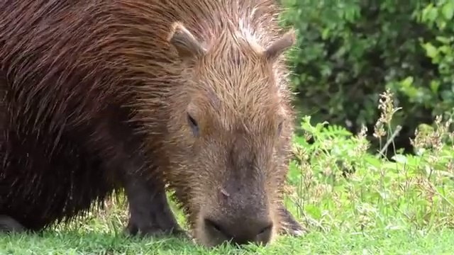 Ultimate Wild Animals Collection in 8K ULTRA HD _ 8K TV