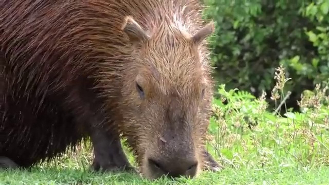 Ultimate Wild Animals Collection in 8K ULTRA HD _ 8K TV