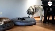 Kot zajmuje posłanie psa. Reakcja husky jest rozbrajająca! (video)