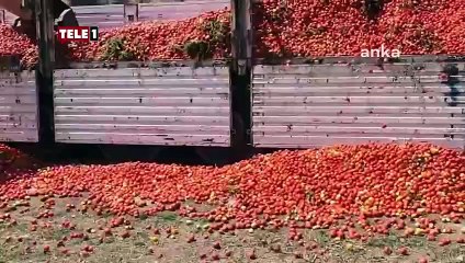 Fabrika fabrika gezdiği 30 ton domatesi satamadı, boş araziye döktü