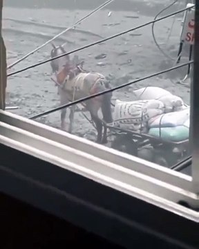 Israeli army kill the innocent donkey | Because he's carrying flour for Hungry innocent civilians|