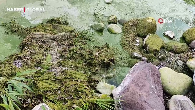 Her yer yeşile döndü: Çıldır Gölü'nde alg patlaması yaşandı