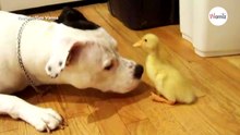 Zabawa tej kaczuszki z pitbullem to najsłodszy filmik, jaki dziś zobaczysz (video)