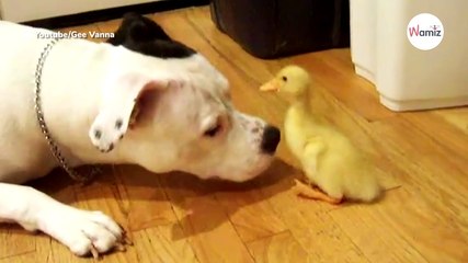 Zabawa tej kaczuszki z pitbullem to najsłodszy filmik, jaki dziś zobaczysz (video)