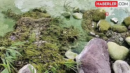 Çıldır Gölü'nde Alg Patlaması: Göl Yeşile Büründü