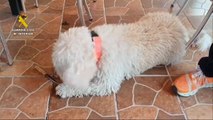 El perro del servicio cinológico de la Guardia Civil confirma que el cuchillo hallado en Mocejón tiene restos biológicos humanos