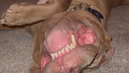 Dog enjoys a well-deserved nap after a full day of watching over home