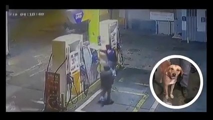 Cão defende funcionária de bomba de gasolina