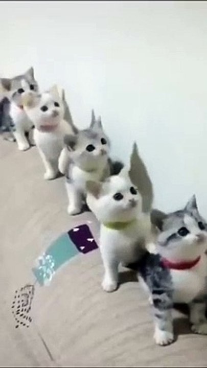 Cats Doing Cat Things (3)
