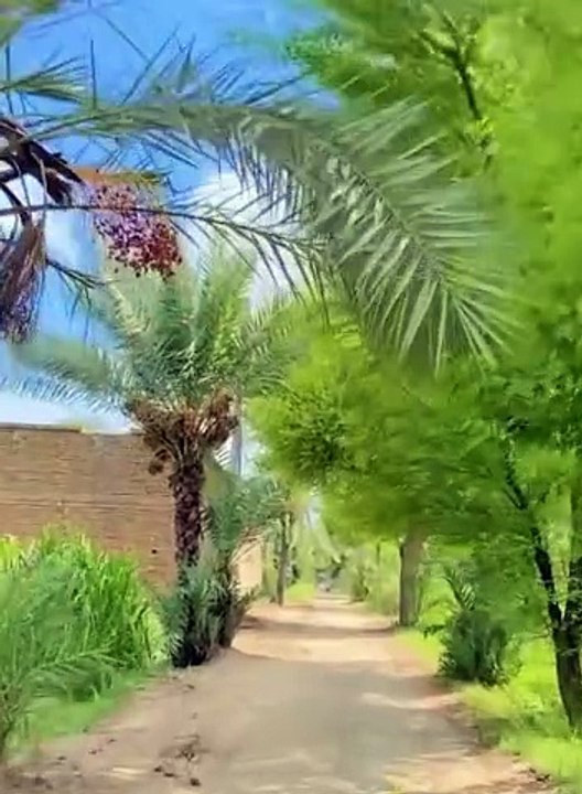 Punjab India and Pakistan| very unique and beautiful life in Punjab pind de Zindagi village life in Punjab daisy culture gaon ka