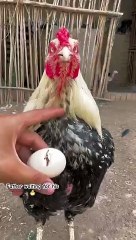 Father_is_so_excited_for_his_new_baby_chick