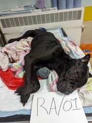 Chewed up toothbrushes found in stomach of starved dog