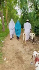 Burkhey Me Chupy Bakri Chor  Wait For End