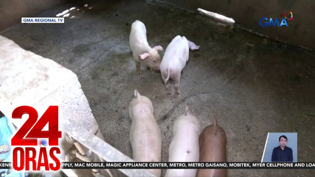 Giit ng hog raisers sa Batangas - ‘Di lahat ng baboy sa probinsya ay may sakit | 24 Oras