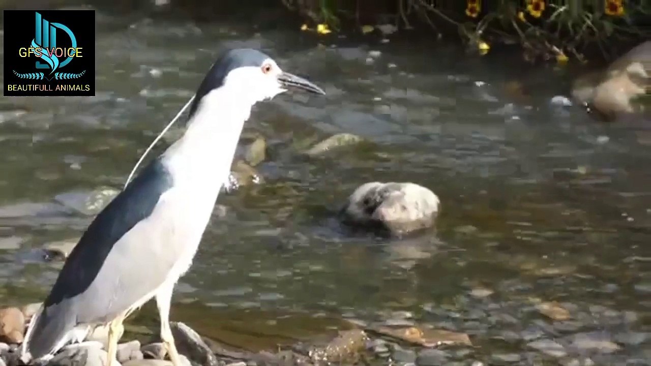 "A white bird, its feathers gleaming with a pearly lusteroccasionally tilting its head and preening it
