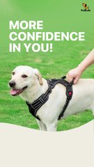 Adjustable No Pull Dog Harness  Padded Protection With Free 5ft  Heavy Duty Dog Leash  Best Dog Harness UK