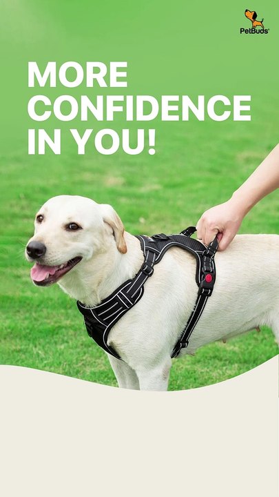 Adjustable No Pull Dog Harness  Padded Protection With Free 5ft  Heavy Duty Dog Leash  Best Dog Harness UK